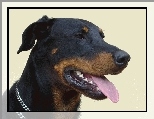 G�owa, Owczarka francuskiego Beaucerona