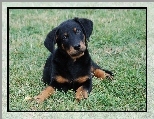 M�ody, Owczarek francuski Beauceron