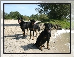 Trzy, czarne, Owczarki francuskie Beaucerony